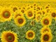 girasoli