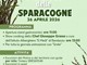 s.domenica vittoria